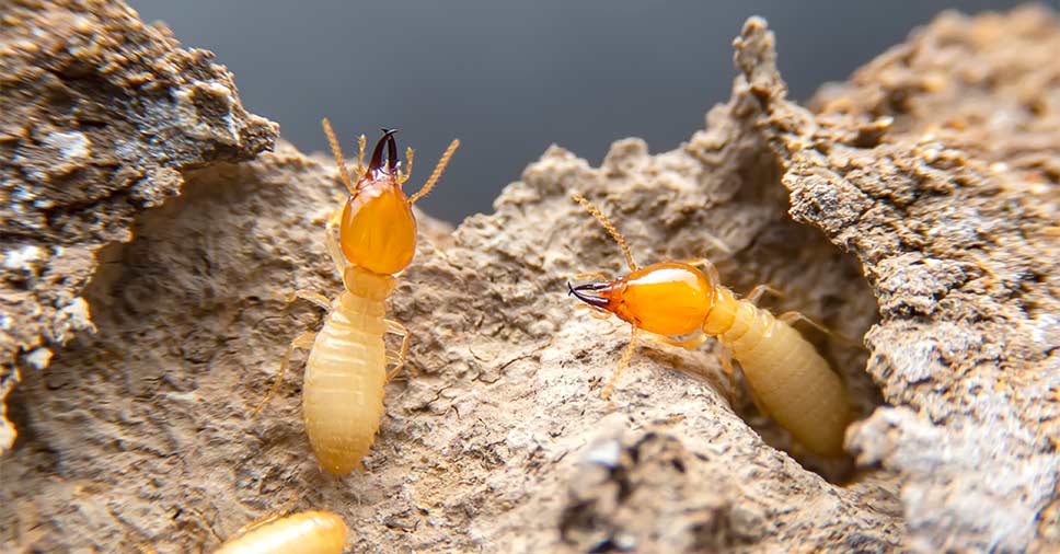 Dicas: saiba o que fazer para evitar uma infestação de cupim!