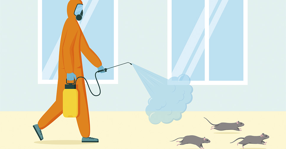 Como evitar doenças causadas por ratos