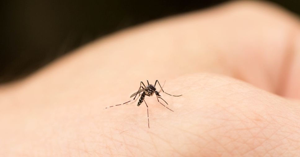 Como evitar picada de pernilongo da dengue?