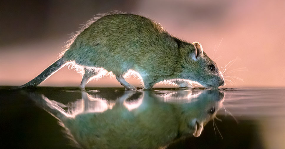 Descubra se as fezes de rato transmitem doenças em humanos!