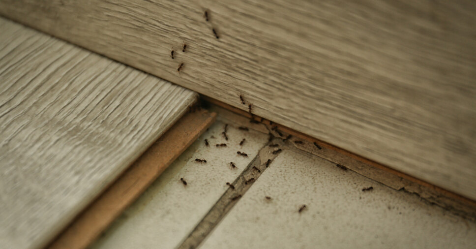 Infestação de formiga em casa: saiba como prevenir!