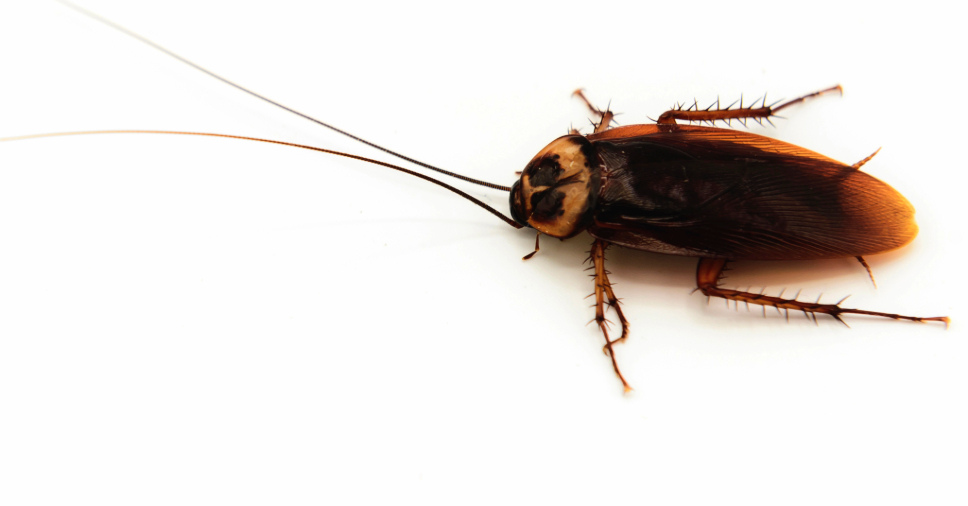 Barata em fundo branco