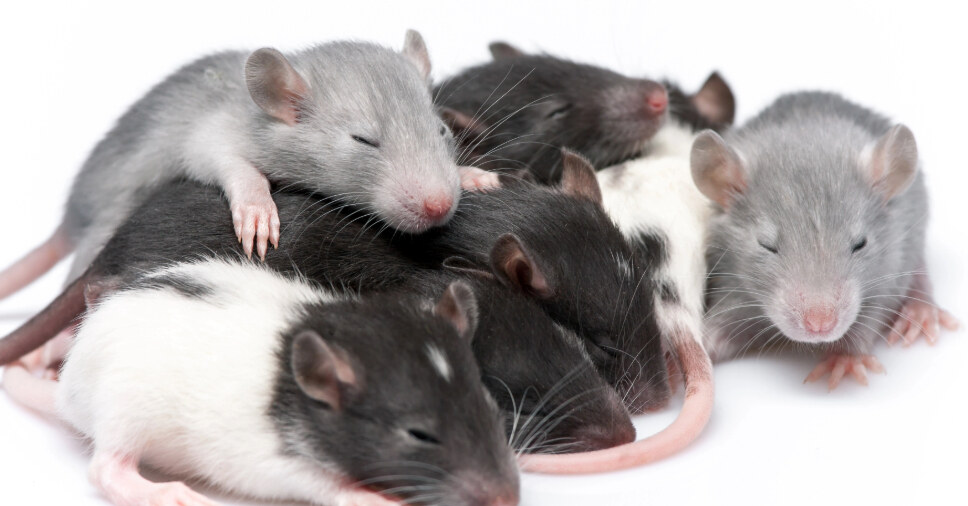 Ratos juntos | Veja curiosidades sobre os ratos