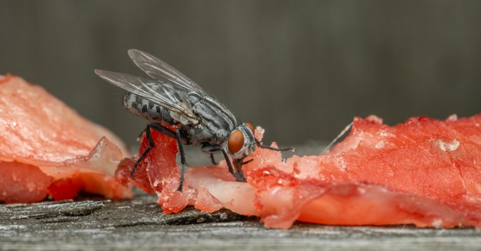Mosca pousada em carne crua, representando doenças transmitidas por moscas.