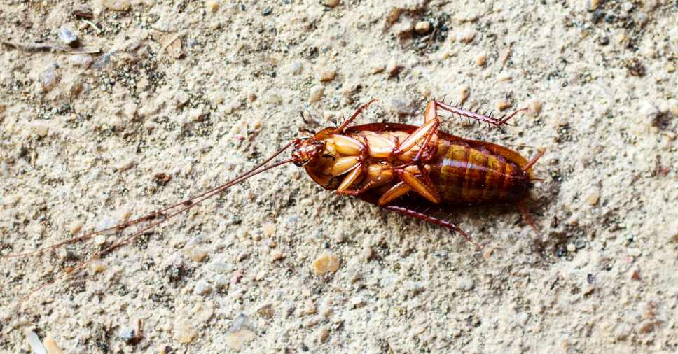 Imagem mostra barata no chão, destaque para o tema curiosidades sobre baratas.