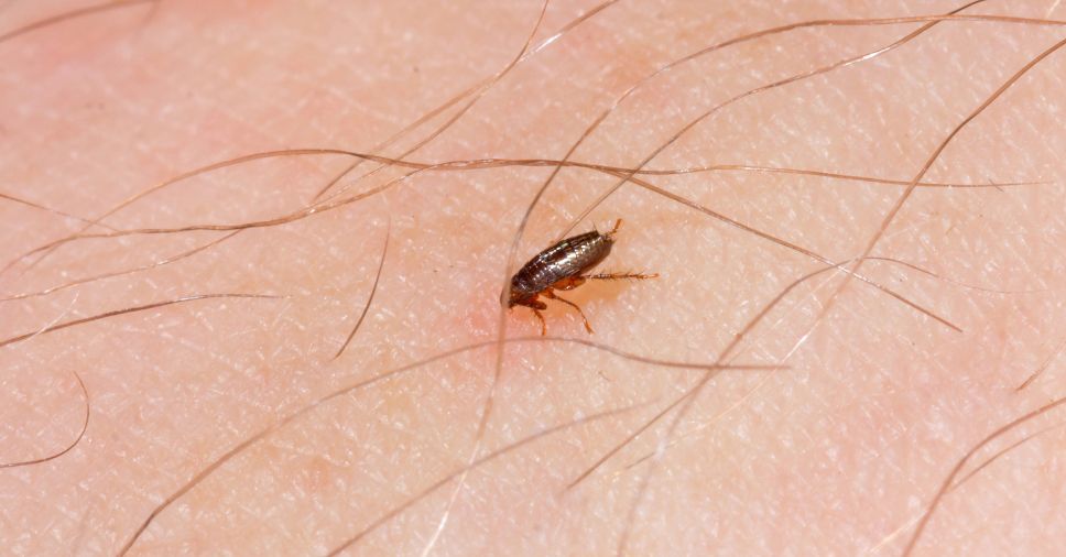 Pulga em pele humana