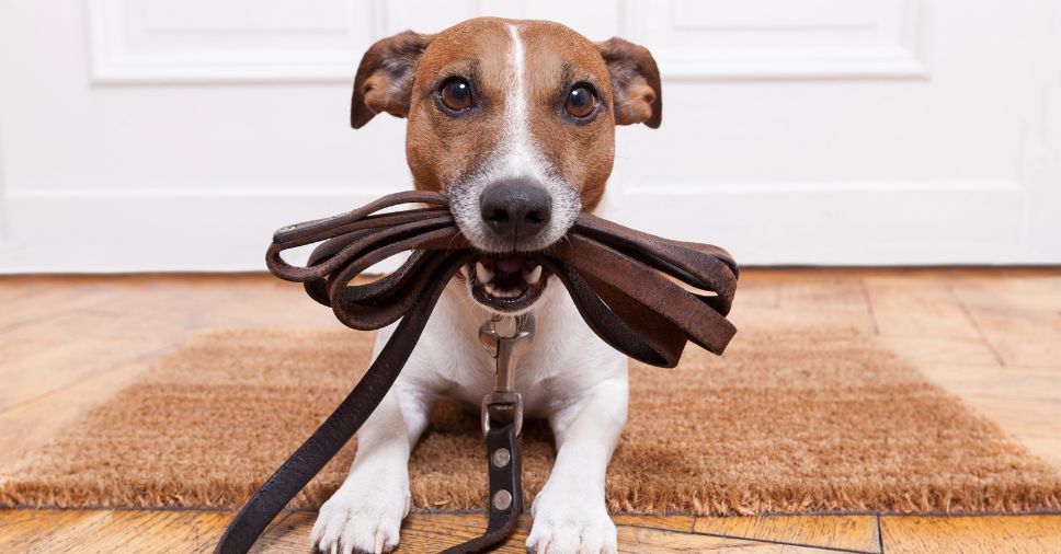 Cachorro esperando na porta e o dono buscando proteger o pet de pragas urbanas.